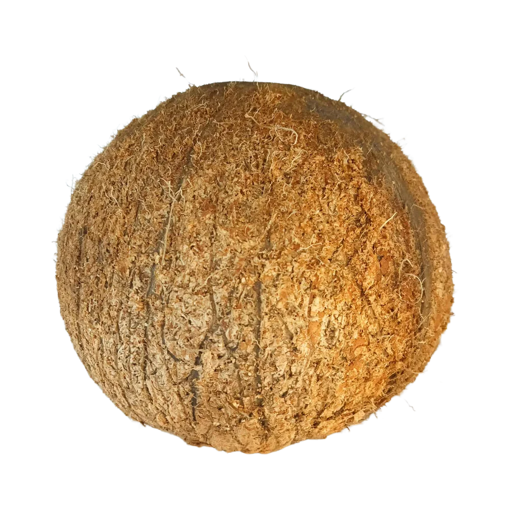 Coconut